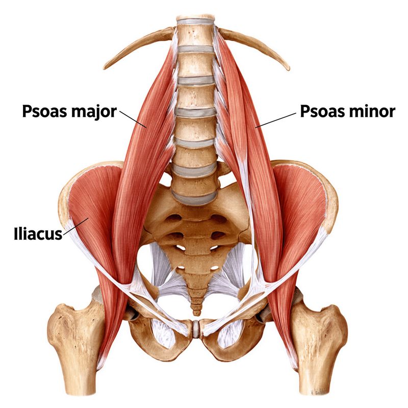 Anatomische tekening van de psoas major, de psoas minor en de iliacus, van de lendenwervels tot aan het dijbeen